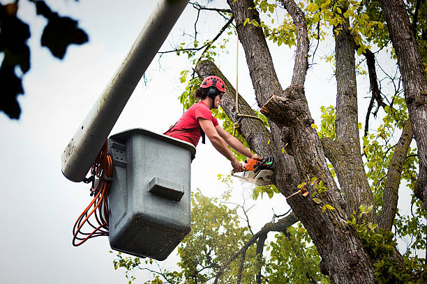 The Steps Involved in Our Tree Care Process in Sauk City, WI